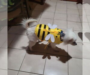 Auggie of FL (aka Alfredo) - Male American Eskimo Dog Dog for Adoption - Photo #12