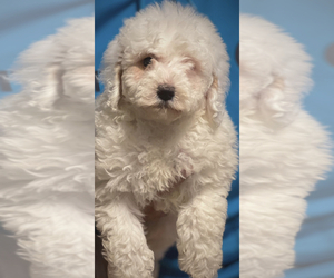 Poodle (Toy) Puppy for sale in MATTOON, IL, USA