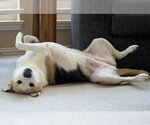 Small #9 Beagle Mix