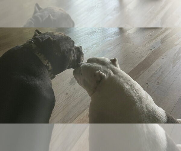 Medium Photo #4 American Pit Bull Terrier-Unknown Mix Puppy For Sale in Caldwell, NJ, USA