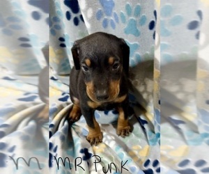 Medium Doberman Pinscher
