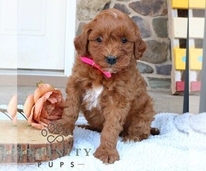 Goldendoodle (Miniature) Puppy for sale in GORDONVILLE, PA, USA