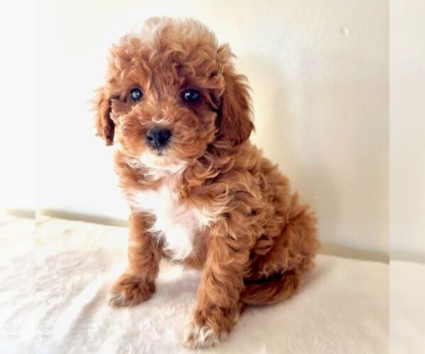 Medium Photo #4 Cavapoo (Miniature) Puppy For Sale in NEWPORT, PA, USA
