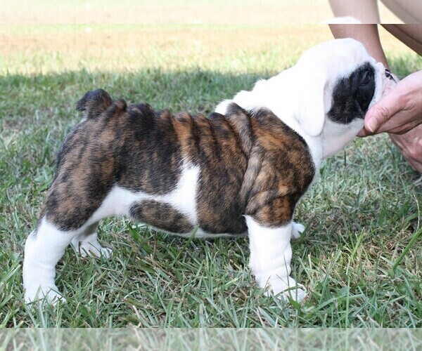 Medium Photo #13 English Bulldog Puppy For Sale in HEFLIN, LA, USA