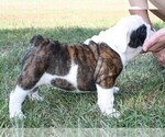 Small Photo #13 English Bulldog Puppy For Sale in HEFLIN, LA, USA