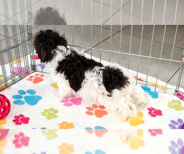 Medium Photo #8 Havashire Puppy For Sale in ORO VALLEY, AZ, USA
