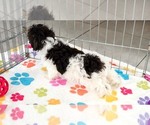 Piper - Female Havashire Puppy for Sale - Photo #8