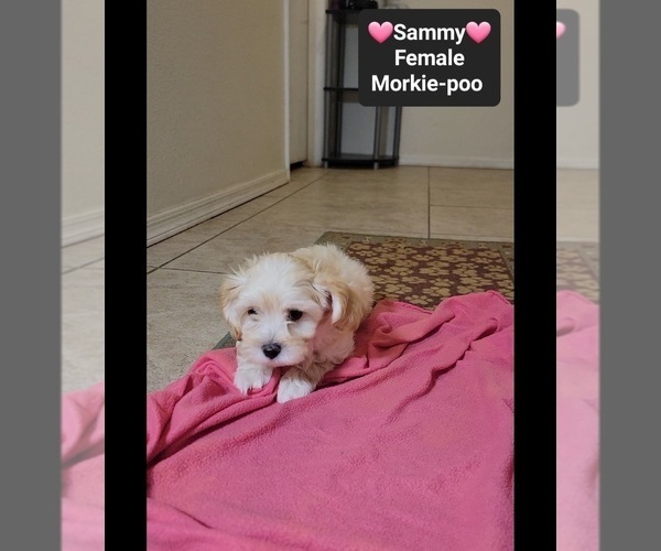 Medium Photo #3 Morkie Poo (Toy) Puppy For Sale in TUCSON, AZ, USA