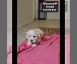 Small #2 Morkie Poo (Toy)
