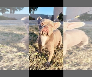 French Bulldog Puppy for sale in LAS VEGAS, NV, USA