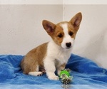 Small #7 Pembroke Welsh Corgi