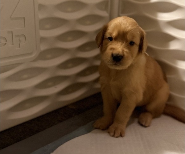Medium Photo #12 Golden Retriever Puppy For Sale in SACRAMENTO, CA, USA