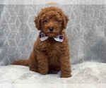 Small Photo #9 Goldendoodle (Miniature) Puppy For Sale in LAKELAND, FL, USA