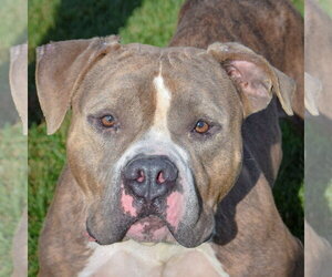 American Bulldog-American Staffordshire Terrier Mix Dogs for adoption in Huntley, IL, USA