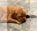 Small Photo #5 Golden Retriever Puppy For Sale in JACKSONVILLE, NC, USA