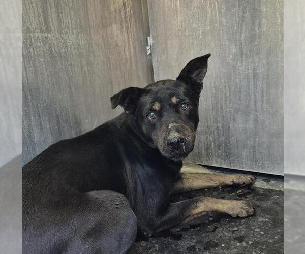 Medium Photo #1 German Shepherd Dog-Unknown Mix Puppy For Sale in San Antonio, TX, USA