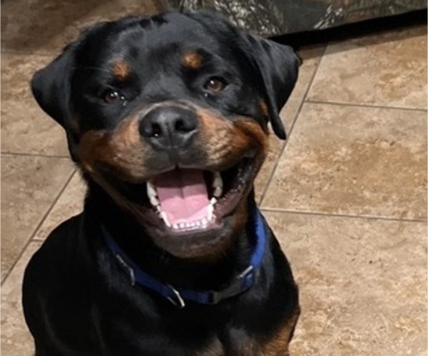 Medium Photo #1 Rottweiler Puppy For Sale in PORTLAND, TX, USA