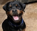 Small Photo #1 Rottweiler Puppy For Sale in PORTLAND, TX, USA
