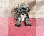 Litter of 8 - Male(s) and Female(s) Schnauzer (Miniature)Litter of Puppies for Sale - Photo #6
