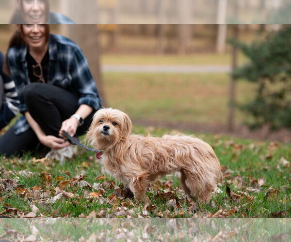 Medium Photo #9 Mutt Puppy For Sale in Arlington, VA, USA