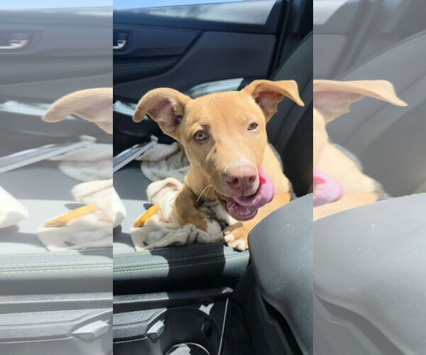 Medium Photo #4 American Pit Bull Terrier-Labrador Retriever Mix Puppy For Sale in MIDWAY, UT, USA