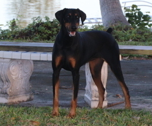 Doberman Pinscher Puppy for sale in AVENTURA, FL, USA
