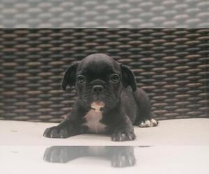 French Bulldog Puppy for sale in CAMBRIDGE, MA, USA