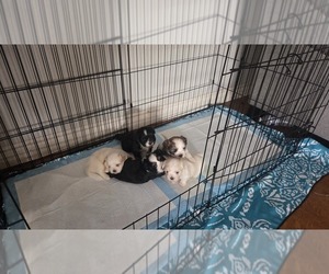 Shih Apso Puppy for sale in RIALTO, CA, USA