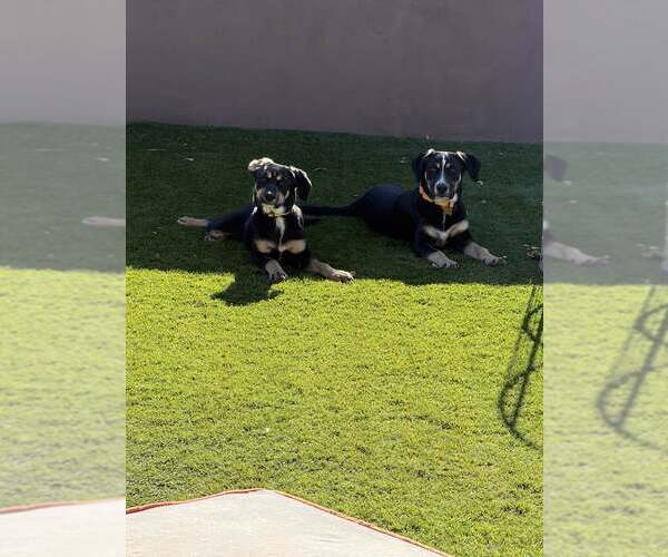 Medium Photo #4 Mountain Cur-Unknown Mix Puppy For Sale in Cave Creek, AZ, USA