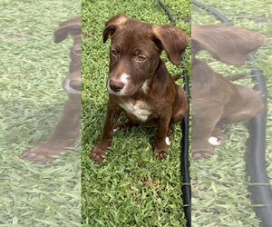 Labrador Retriever-Unknown Mix Dogs for adoption in Royal Palm Beach, FL, USA