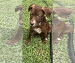 Rosalee * - Female Labrador Retriever-Unknown Mix Dog for Adoption - Small photo