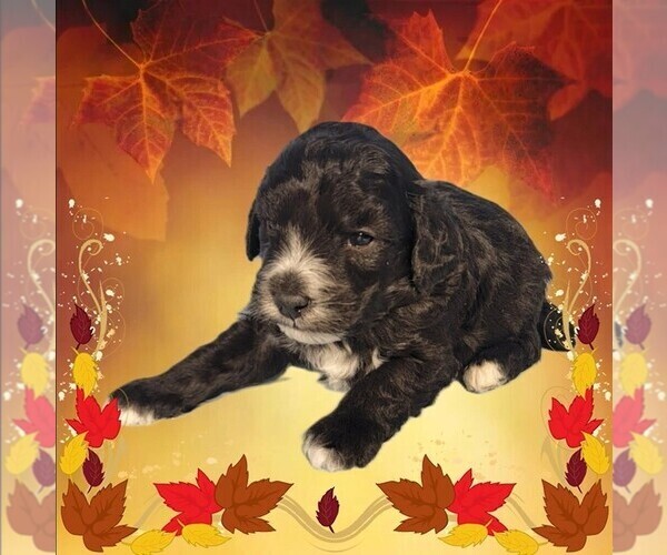 Medium Photo #8 Bernedoodle (Miniature) Puppy For Sale in PEYTON, CO, USA