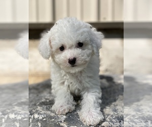 Poodle (Toy) Puppy for sale in CANOGA, NY, USA