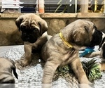Small Photo #12 Mastiff Puppy For Sale in HESPERIA, CA, USA