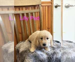 Golden Retriever Puppy for sale in PUYALLUP, WA, USA