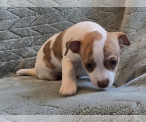 Chihuahua Puppy for sale in OREGON, WI, USA