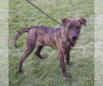 Small #4 Labrador Retriever-Plott Hound Mix