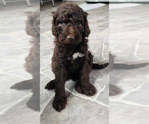 Labradoodle Puppy for sale in WALSTONBURG, NC, USA