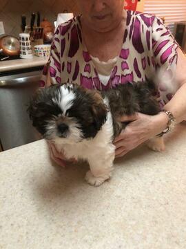 Medium Photo #1 Shih Tzu Puppy For Sale in CEDAR PARK, TX, USA