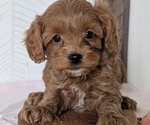 Small Photo #44 Cavapoo (Miniature) Puppy For Sale in GOSHEN, IN, USA