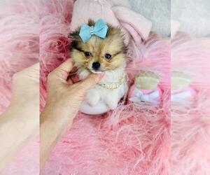 Pomeranian Puppy for sale in WEST PALM BEACH, FL, USA