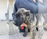 Small Photo #33 Presa Canario Puppy For Sale in LEVITTOWN, PA, USA