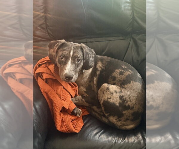 Medium Photo #1 Catahoula Leopard Dog-Unknown Mix Puppy For Sale in Boston, MA, USA