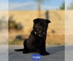 Puppy Black collar Belgian Malinois