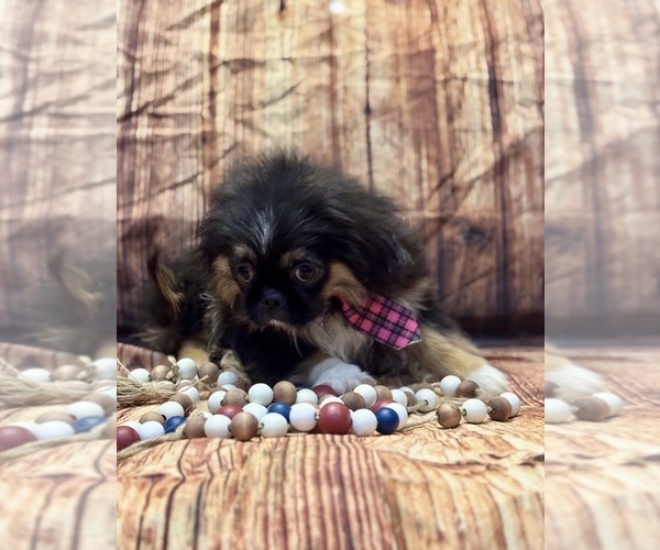 Medium Photo #2 Pekingese Puppy For Sale in RIPLEY, MS, USA