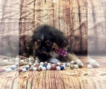 Small #1 Pekingese