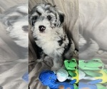 Small Photo #15 Bernedoodle-Sheepadoodle Mix Puppy For Sale in WOODSIDE, NY, USA