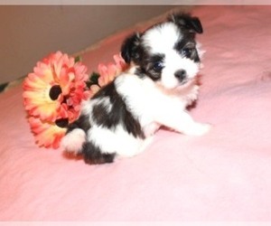 Havanese-Mi-Ki Mix Puppy for sale in THAYER, KS, USA