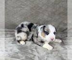 Small #11 Australian Shepherd