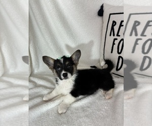 Pembroke Welsh Corgi Puppy for sale in GREENFIELD, IN, USA